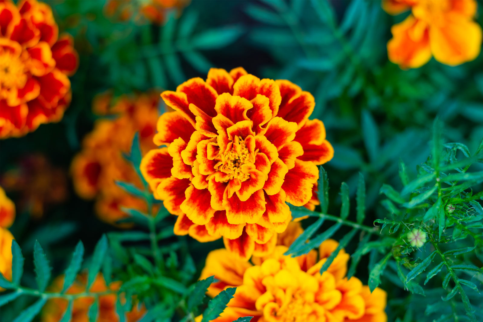 marigold